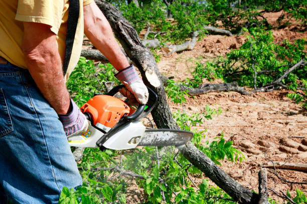 Best Affordable Tree Service  in Moroni, UT